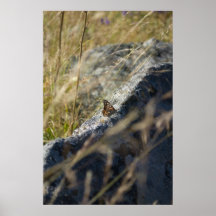 Painted Lady Butterfly Posters