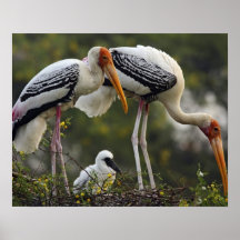 Painted Storks & young one at nest,Keoladeo Posters