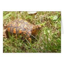 Painted Turtle Card