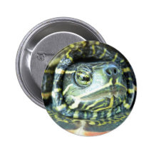 Painted Turtle (Chrysemys picta) 2 Pin