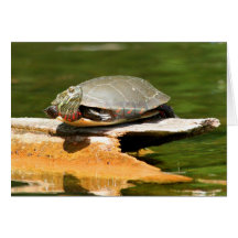 Painted Turtle Greeting Card