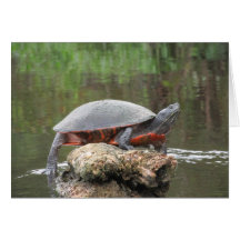 Painted Turtle Photo Cards