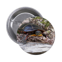 Painted Turtle Pins