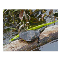 Painted Turtle Postcard