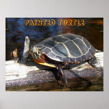 Painted Turtle Poster