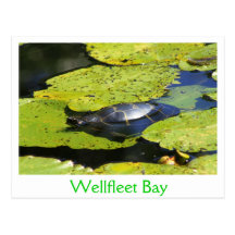 Painted Turtle Water Lily Postcards