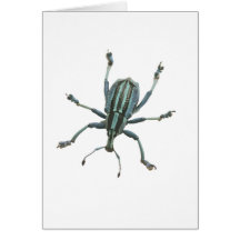 Painted Weevil Greeting Cards