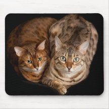 Pair of bengal kittens mouse pad