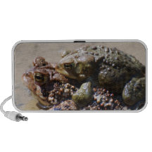 Pair of Frogs Speakers