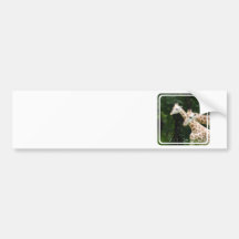 Pair of Giraffes  Bumper Sticker