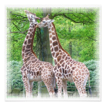 Pair of Giraffes Invitation