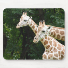 Pair of Giraffes  Mouse Pad