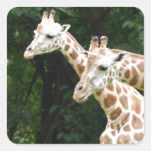 Pair of Giraffes  Stickers