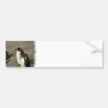 Pair of Penguins Bumper Sticker