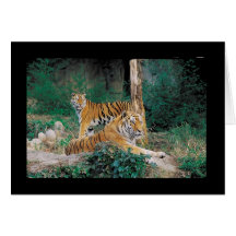 Pair of Tigers Cards