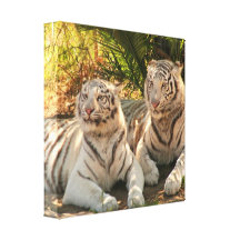 Pair of White Tigers Canvas Print