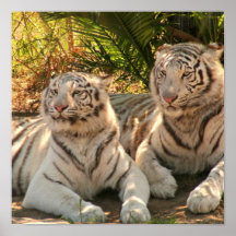 Pair of White Tigers Poster