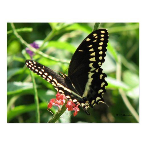 Palamedes Swallowtail Postcard