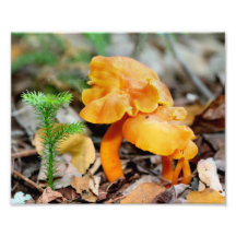 Pale Orange Wild Mushrooms 10x8 Nature Print Photograph
