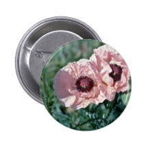 Pale Pink Poppies flowers