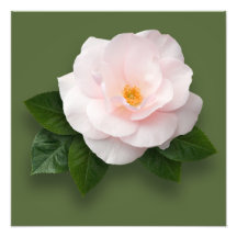 Pale Pink Rose Photo