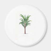 Palm collection - Drawing III Magnets