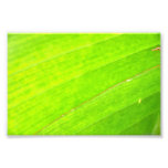 PALM LEAF 1618 LIGHT NEON GREEN NATURE VEGETATION PHOTO