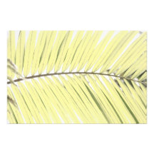 Palm leaf photo