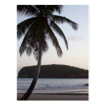 Palm Tree Greeting Postcards