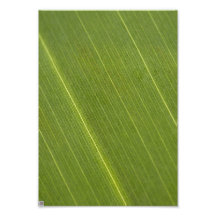Palm Tree Leaf Art Photo