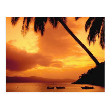 Palm Tree over Water Post Cards