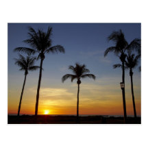 Palm trees and sunset, Mindil Beach Post Cards