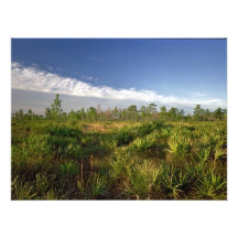 Palmetto Prairie. Triple N Ranch, Osceola Co., Fl. Photo Print