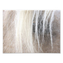 Palomino Faux Canvas Photographic Print