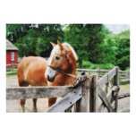 Palomino in Paddock Invitations