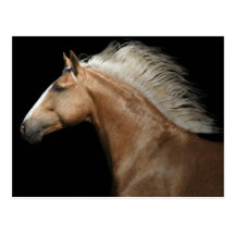 Palomino Stallion Post Cards