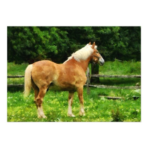 Palomino Walking Away Invites