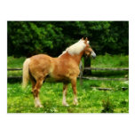 Palomino Walking Away Post Cards