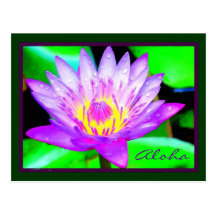 Panama Pacific Water Lily, Maui Hawaii Postcards