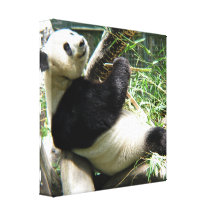 Panda and Bamboo Canvas Print