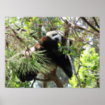 Panda Baby Print