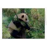 Panda Bear Hugs Greeting Cards