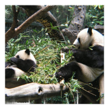 Panda Bears Invitation