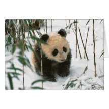 Panda cub on snow, Wolong, Sichuan, China 2 Greeting Card