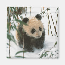 Panda cub on snow, Wolong, Sichuan, China 2 Magnets