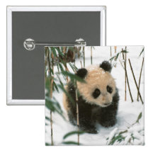 Panda cub on snow, Wolong, Sichuan, China 2 Pins