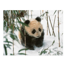 Panda cub on snow, Wolong, Sichuan, China 2 Postcard