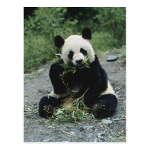 Panda Eating Postcard