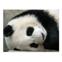 Panda Postcard