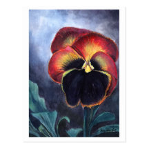 Pansy postcard